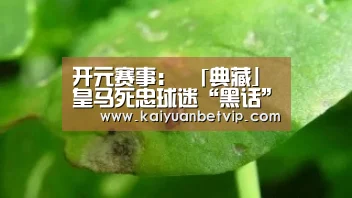 开元百家乐